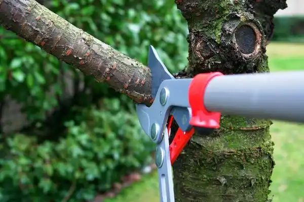 tree services Skyline View